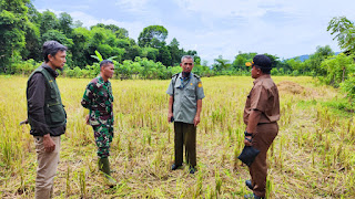UPT Kementan Sulsel Kerjasama TNI Tingkatkan Produksi Upaya Capai Swasembada Pangan