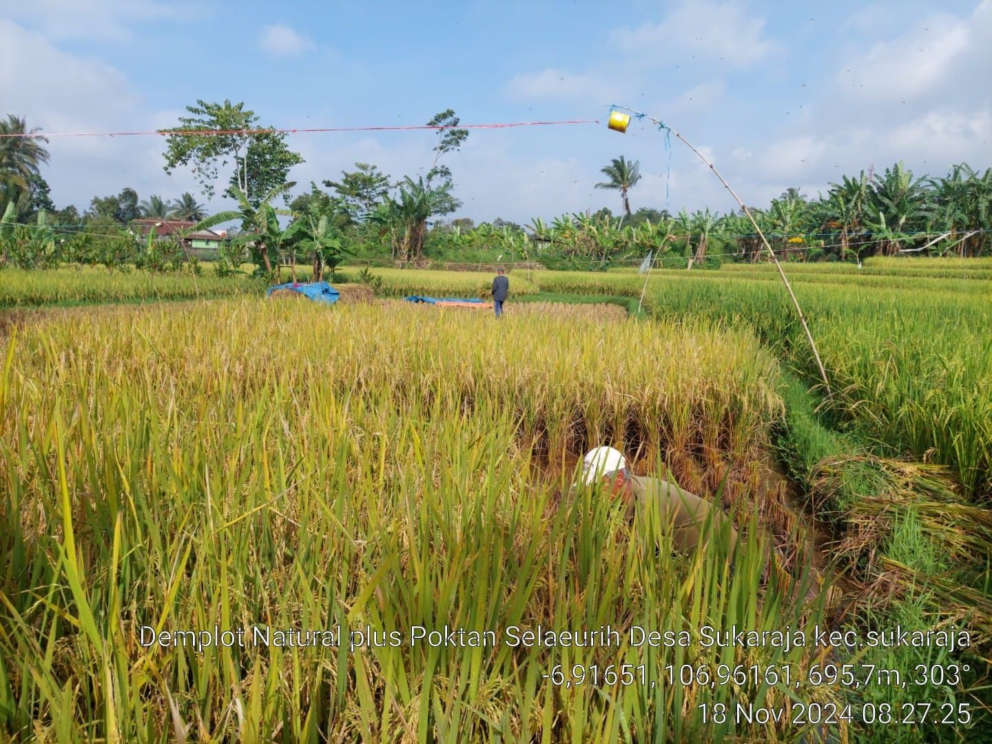 Memasuki Masa Panen, Petani di Sukabumi Justru Resah