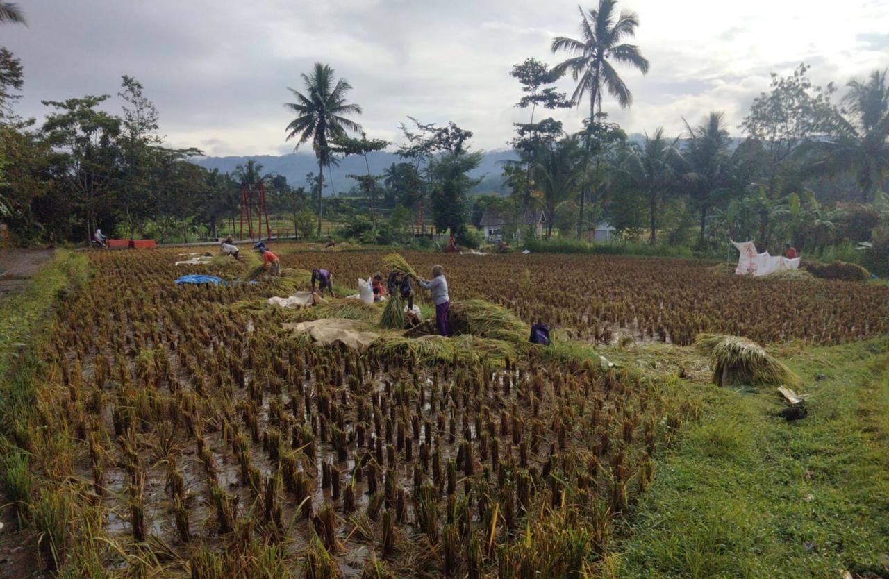 Petani Cianjur Minta Bulog Beli Gabah Sesuai HPP