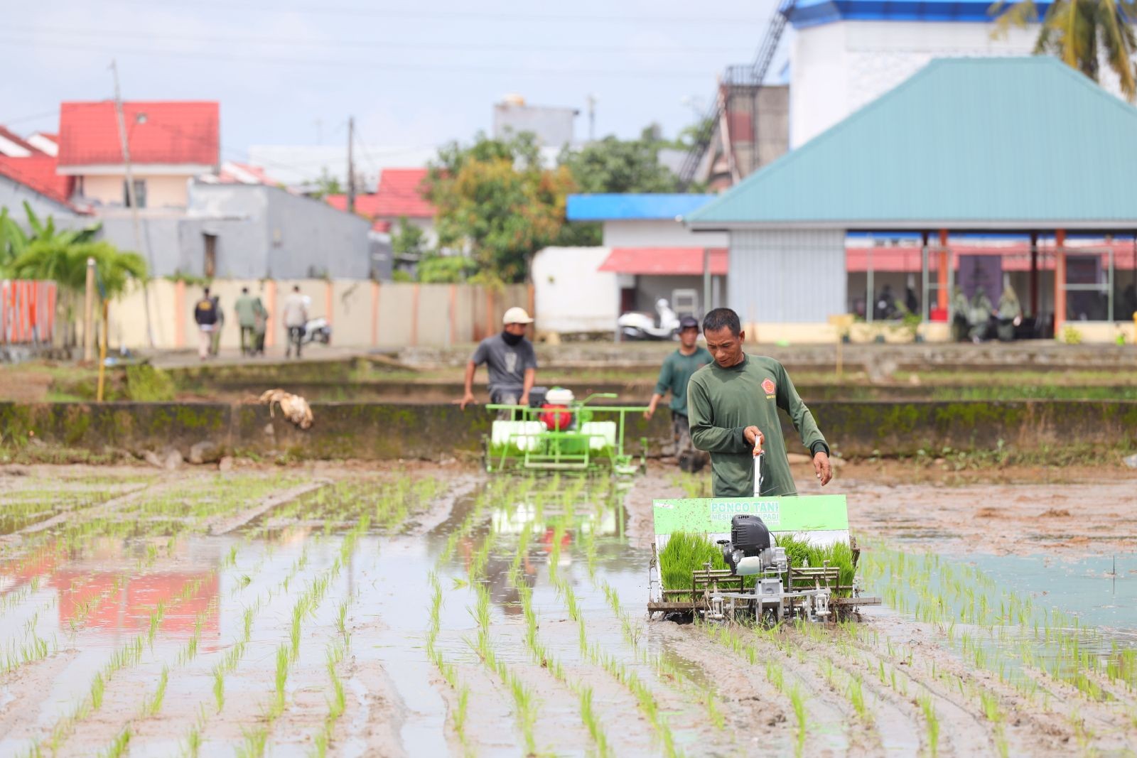 UPT Kementan Uji Coba Rice Transplanter Dorong dan Tarik, Dorong Modernisasi Tanam Padi