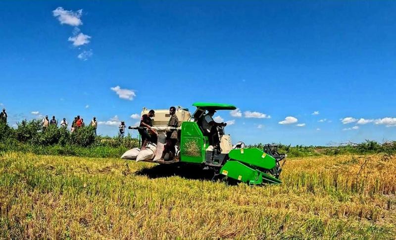 NTP September 2026 Tembus 131,11, Kesejahteraan Petani Terus Menguat