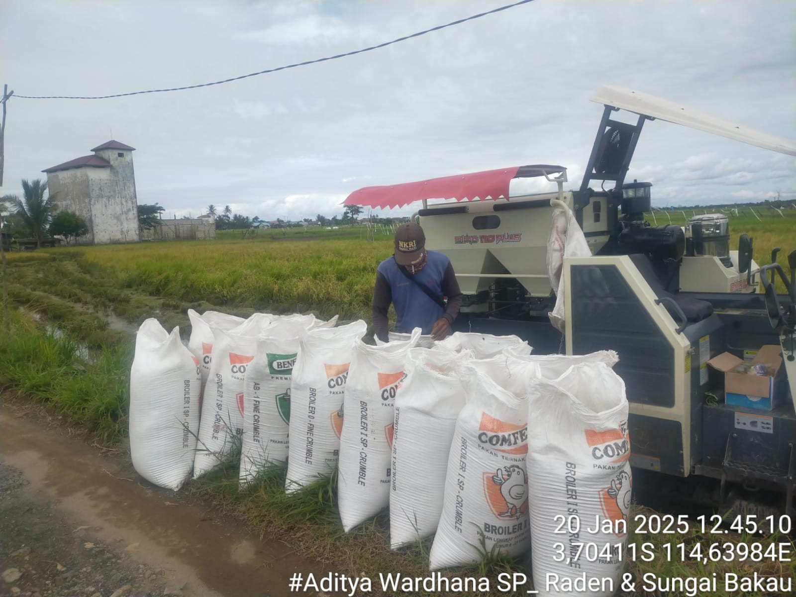 Tidak Ada Kepastian Serap Gabah Dari Bulog, Petani Kurau Jual Hasil Panen Ke Tengkulak Dengan Harga Di Bawah HPP